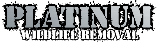 Platinum Wildlife Removal