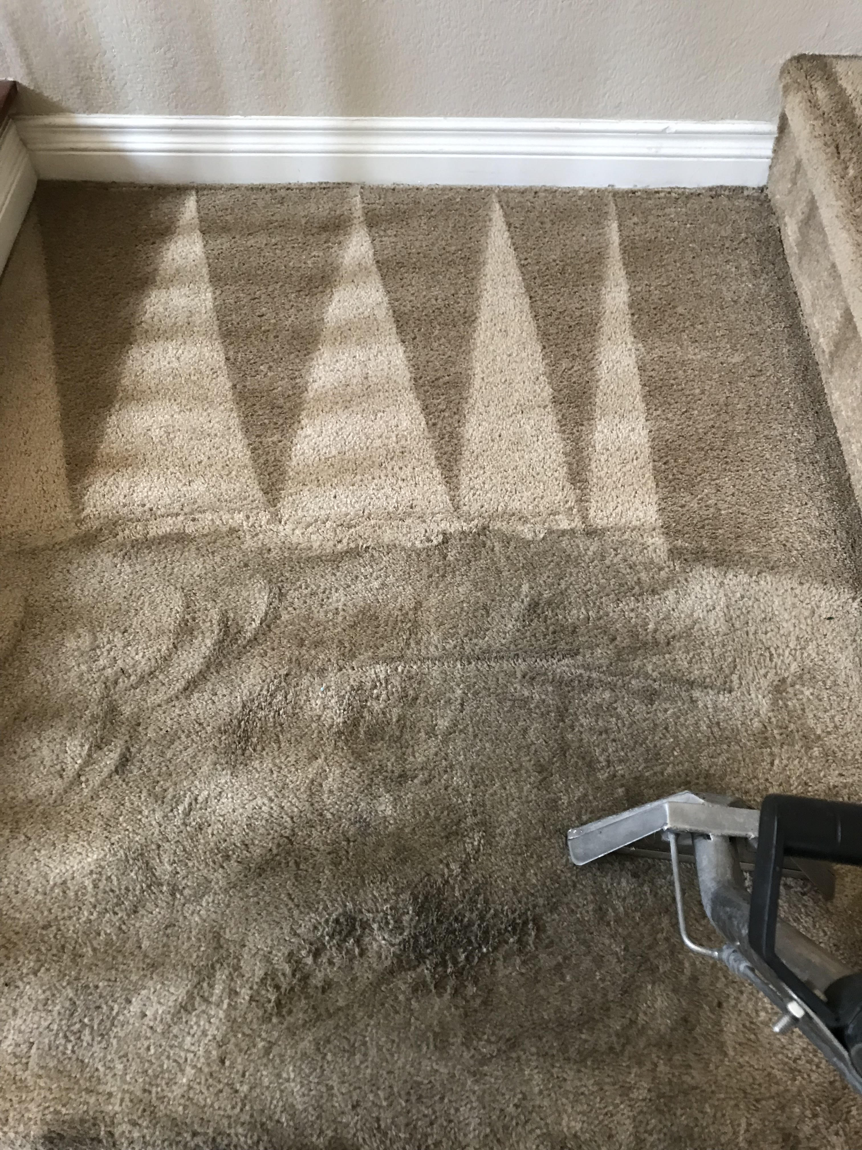 Green Solutions Carpet