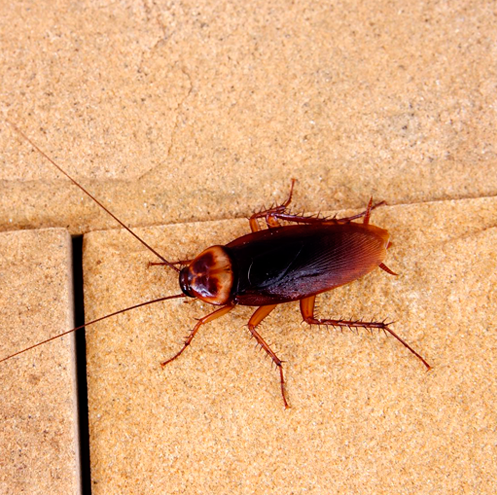 Albuquerque Pest Control