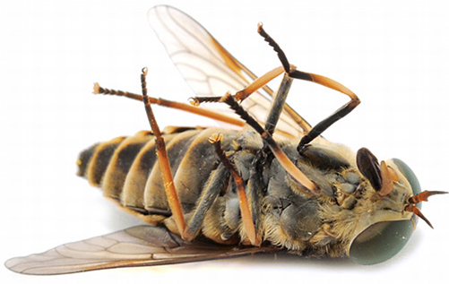 Dallas Pest Control Services