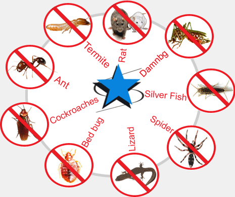 Saratoga Pest Managment