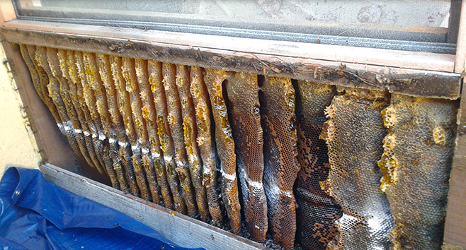 Clark County Pest Control