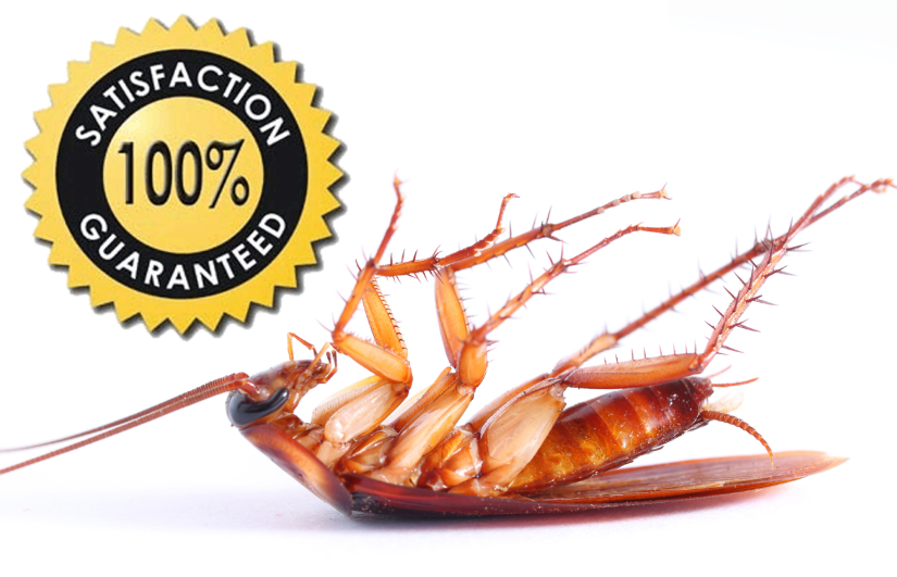Spring Valley Pest Control