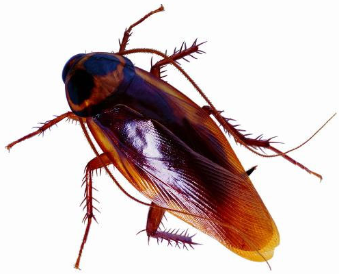 LA Pest Control Pros