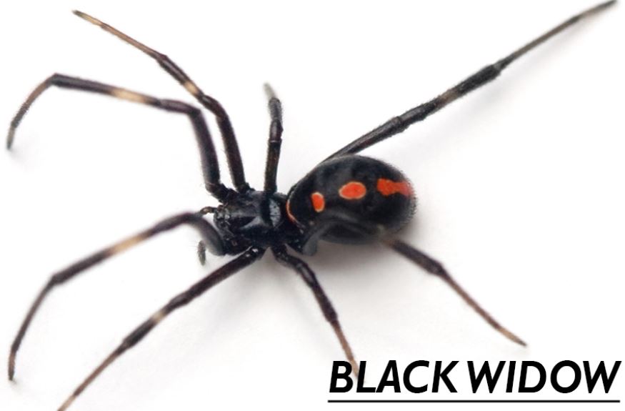 Legacy Pest Control Services