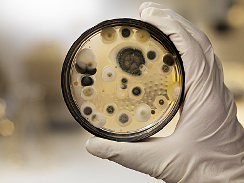 San Jose Mold Abatement