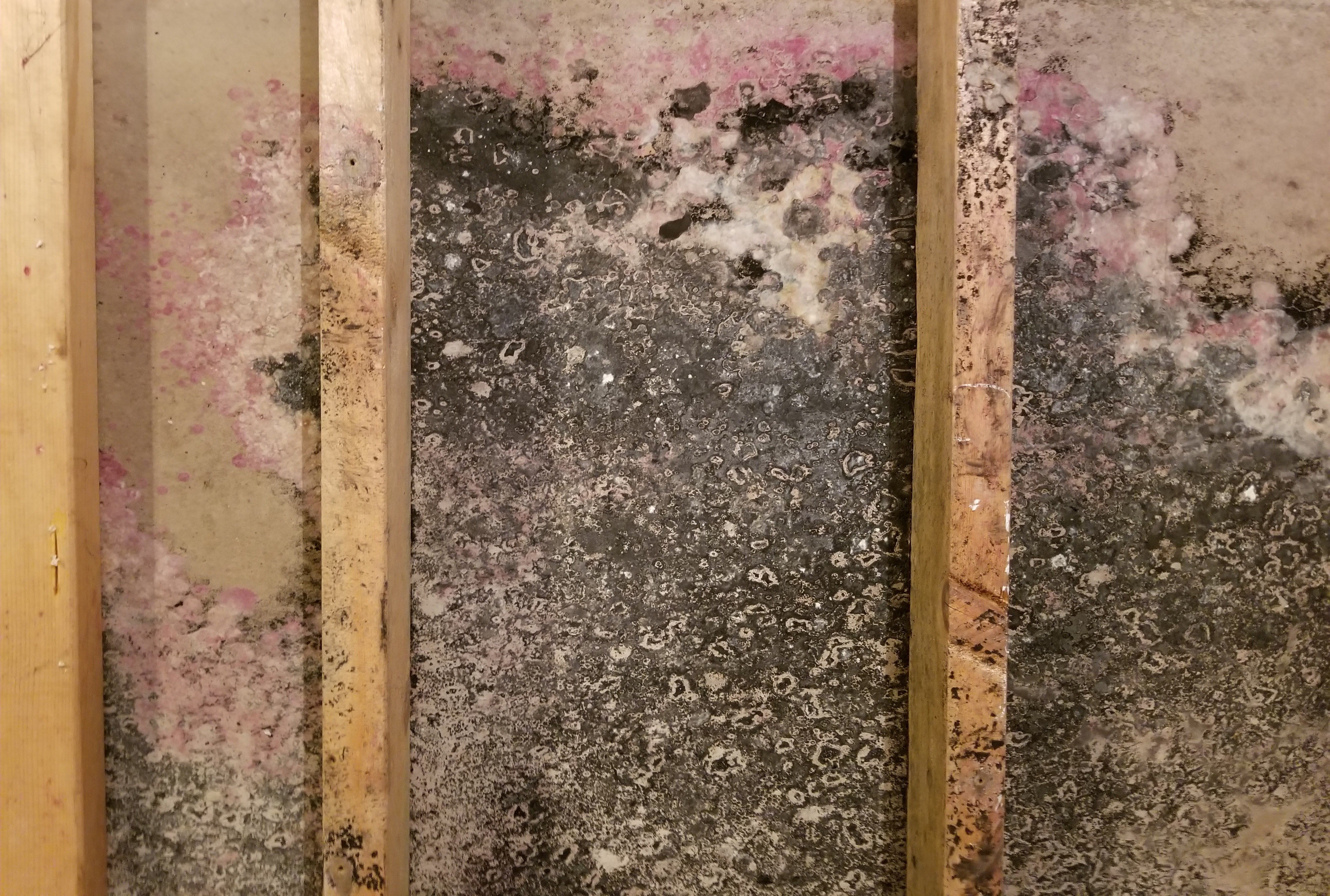 Wauchula Mold Removal