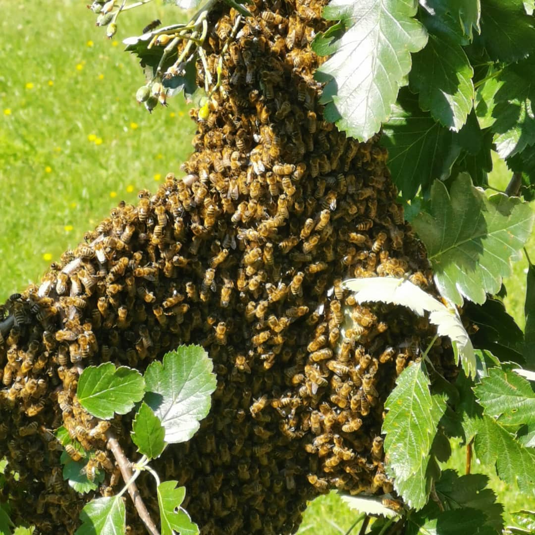 Pest Busters Pest Management-LOST