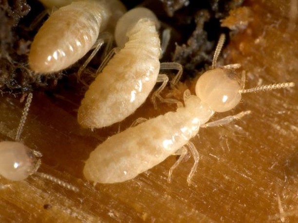 Best Pest Control of Brandon, FL - DELETE