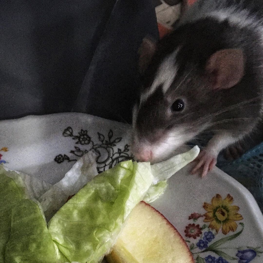 Pest Control of Tampa-LOST